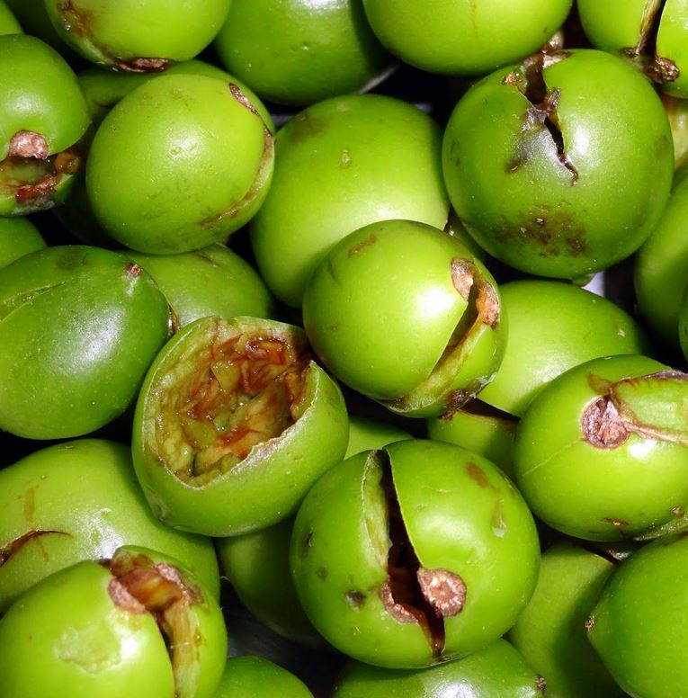 میوه سپستان (بسته بندی 175 گرمی)